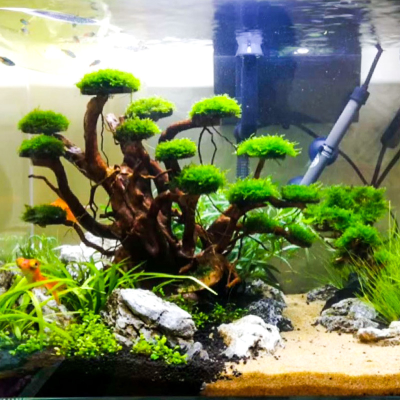 Aquarium Plants Book - Aquarium Landscaping Moss Tree Skeleton Finished