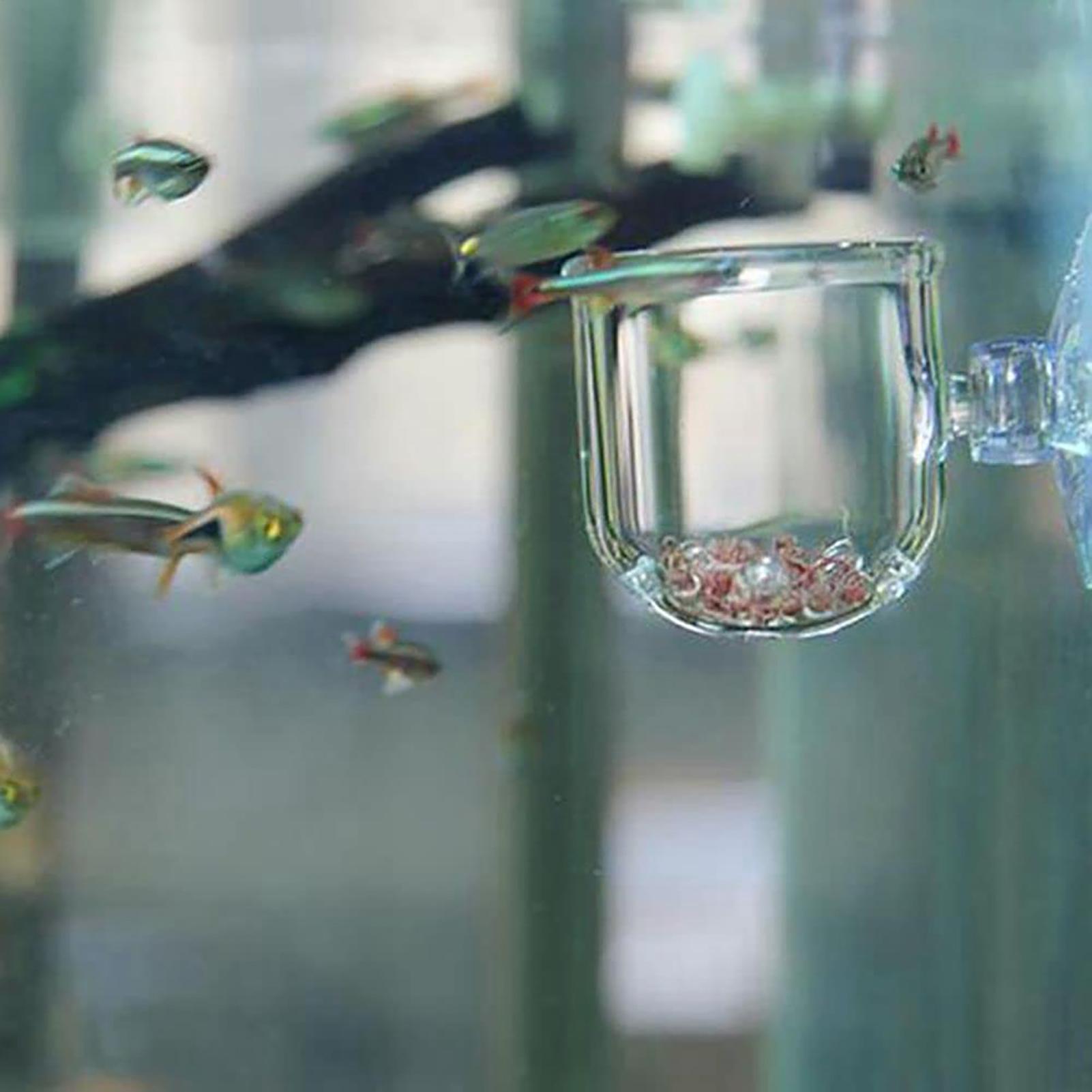 Aquarium Plant Pot Glass Cylin - Aquarium Planted Seeds review and price