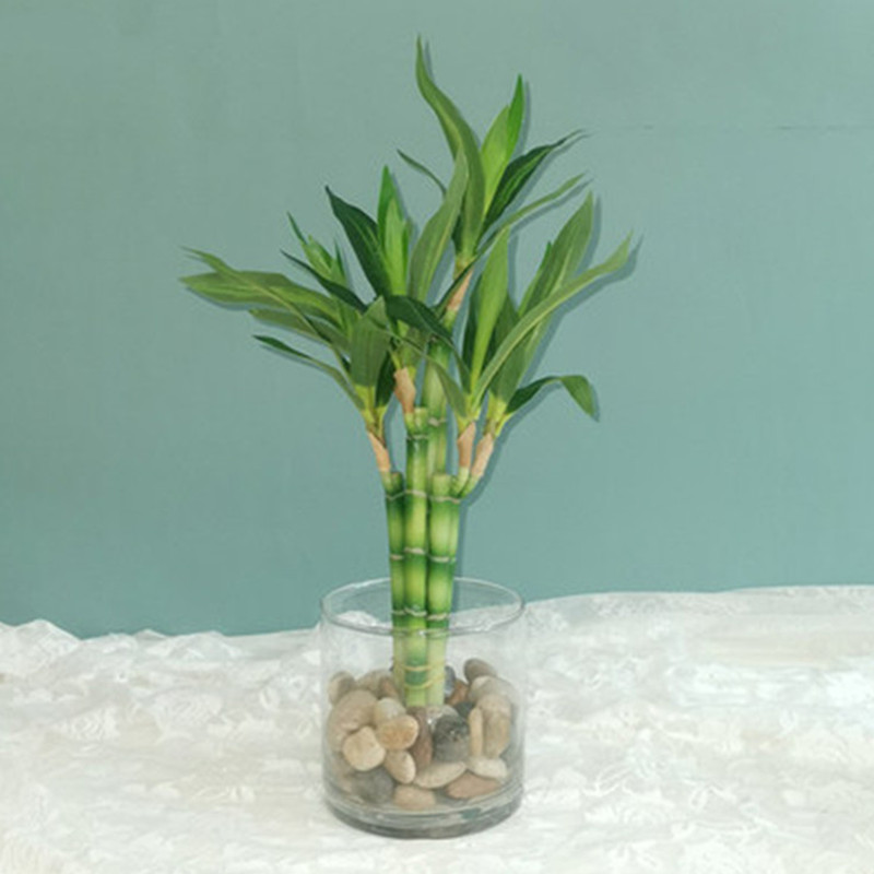 New 40cm Artificial Lucky Bamb - Aquarium Plants Book review and price
