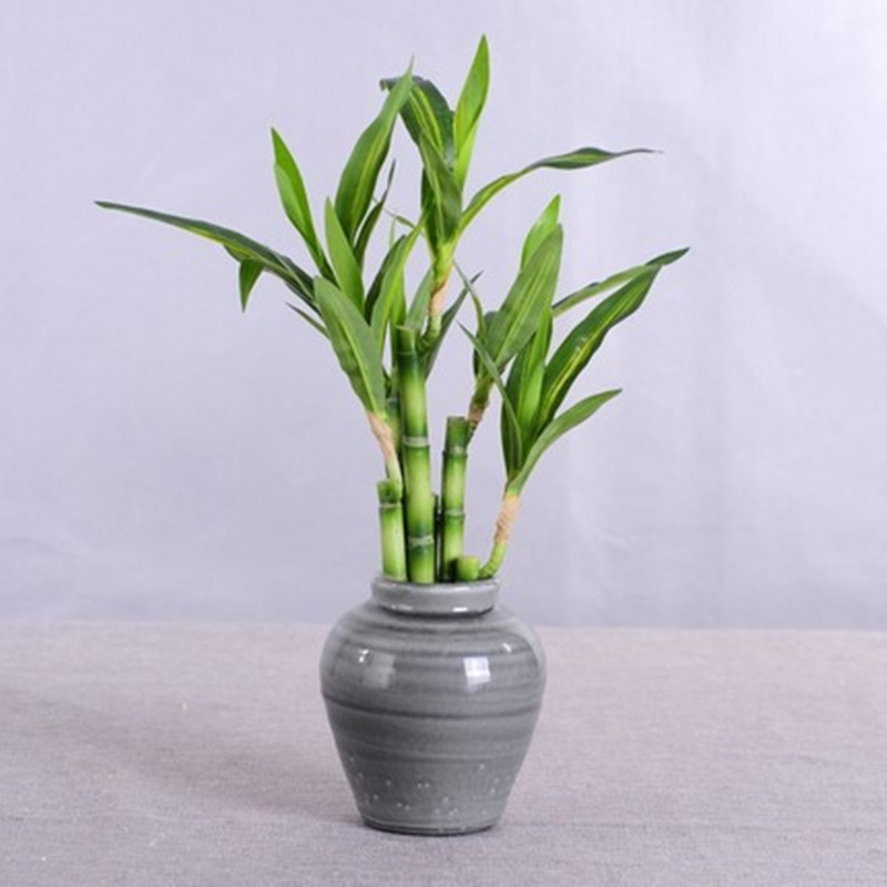 New 40cm Artificial Lucky Bamb - Aquarium Plants Book review and price