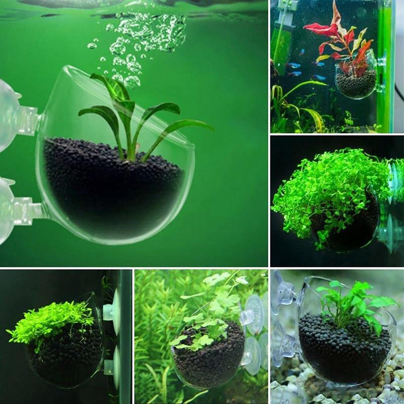 Acrylic Aquatic Plant Cup Aqua - Aquarium Planted Seeds review and price