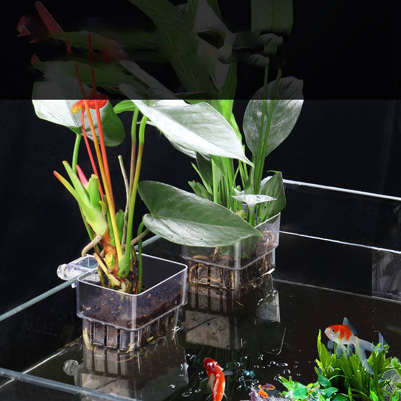 1Pc Aquarium Hydroponic Plant  - Aquarium Planted Seeds review and price