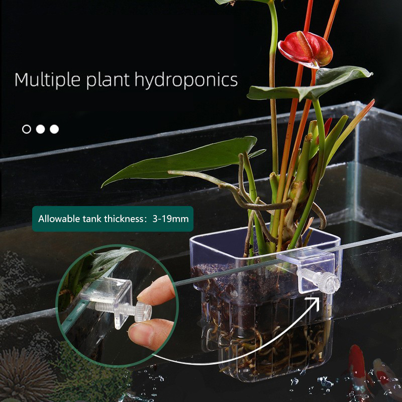 1Pc Aquarium Hydroponic Plant  - Aquarium Planted Seeds review and price