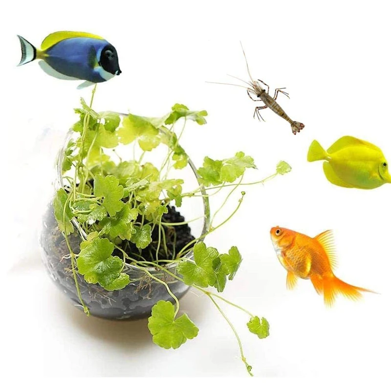 New Aquarium Plant Pot Glass C - Aquarium Planted Seeds review and price