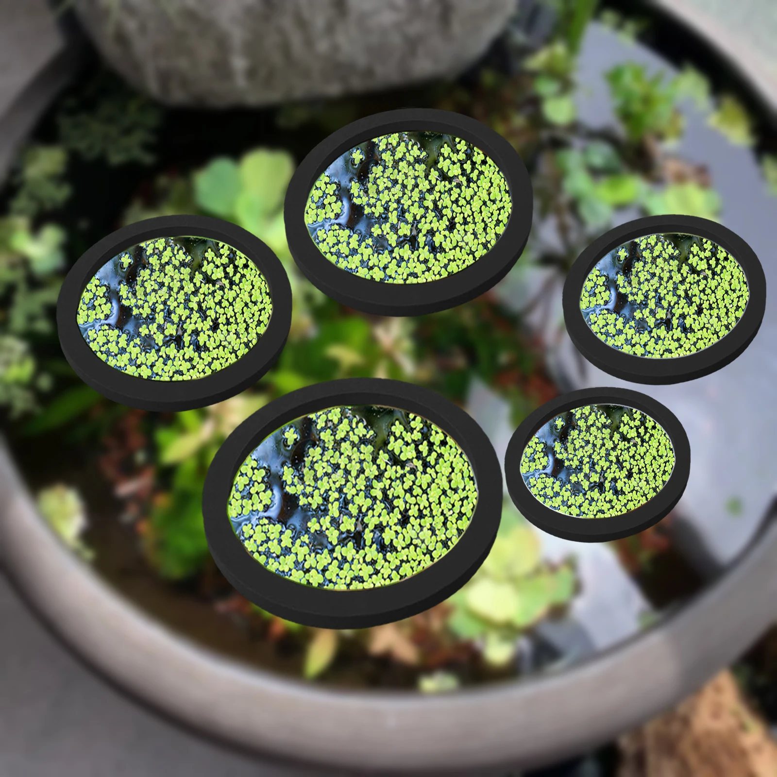 5Pcs EVA Fish Feeding Ring Aqu - Planted Aquarium With Fish review and price