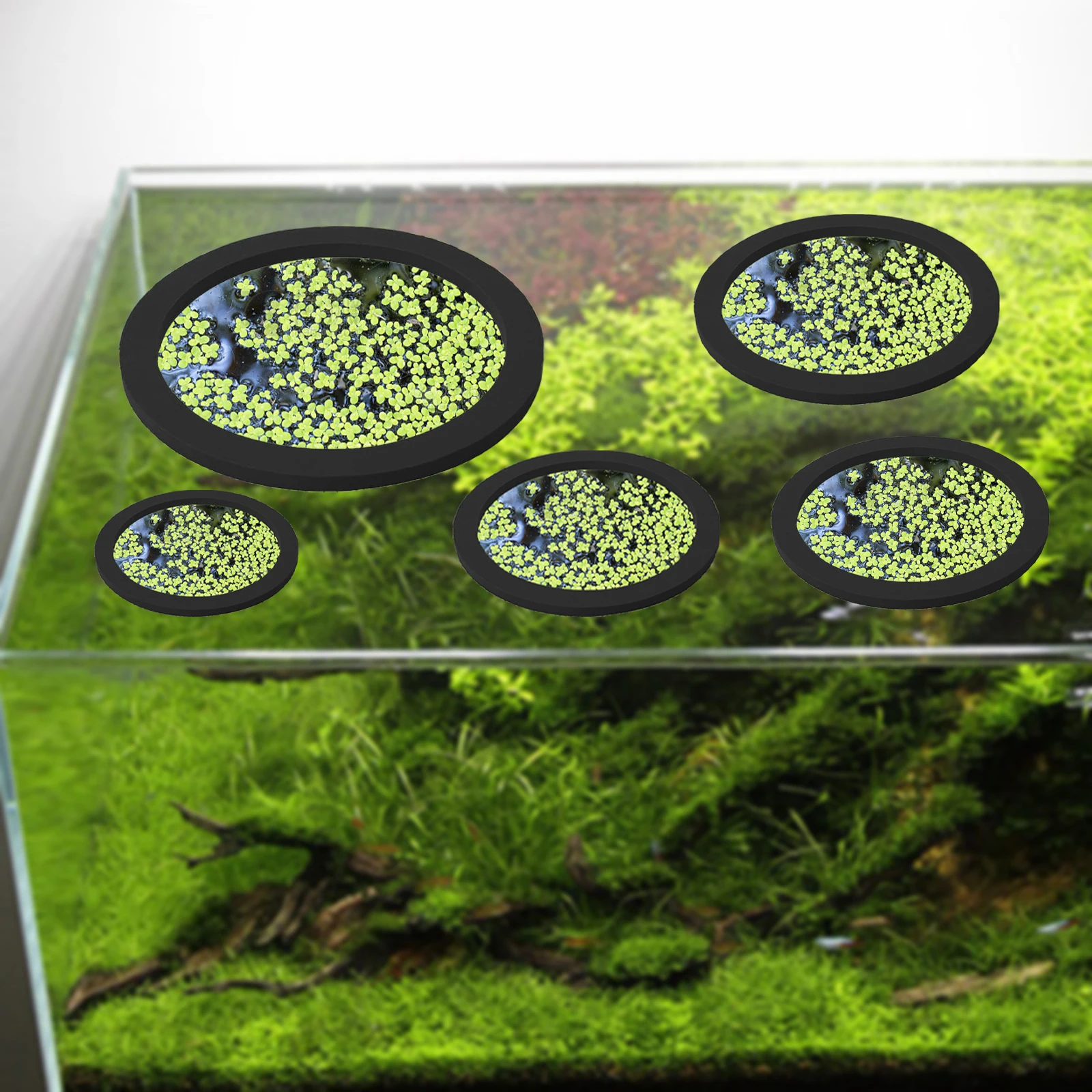 5Pcs EVA Fish Feeding Ring Aqu - Planted Aquarium With Fish review and price