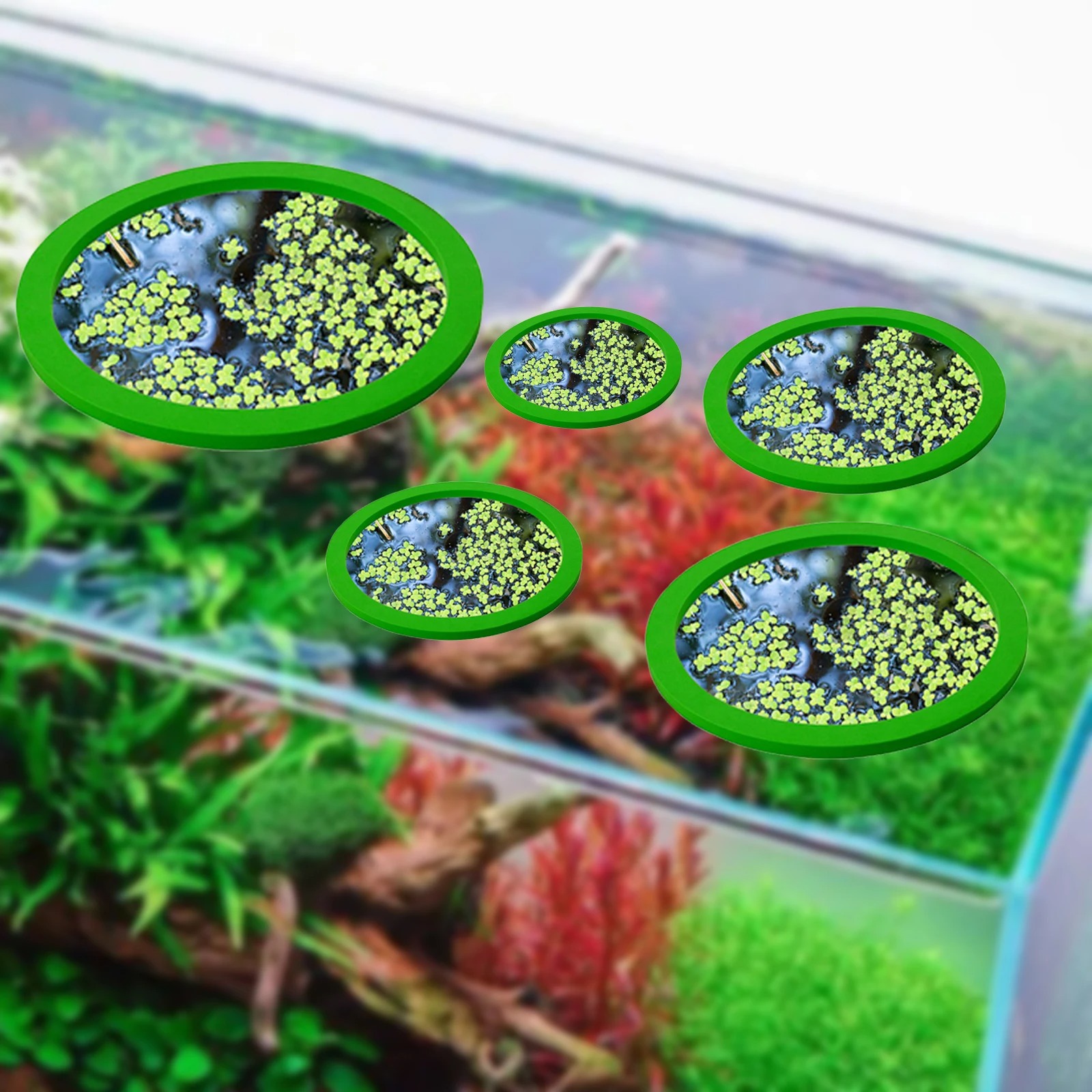 5Pcs EVA Fish Feeding Ring Aqu - Planted Aquarium With Fish review and price