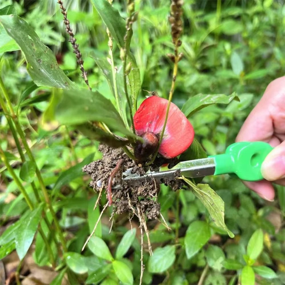 Stainless Steel Gardening Twee - Planted Clip Tweezers review and price