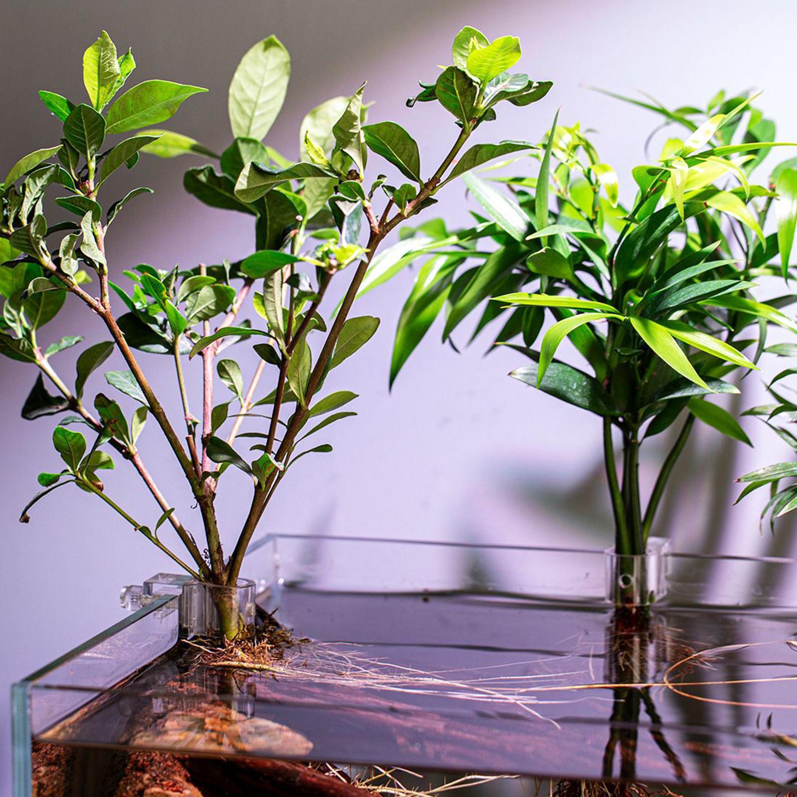 6pcs Aquarium Plant Holders Cl - Aquarium Plant Ornament review and price