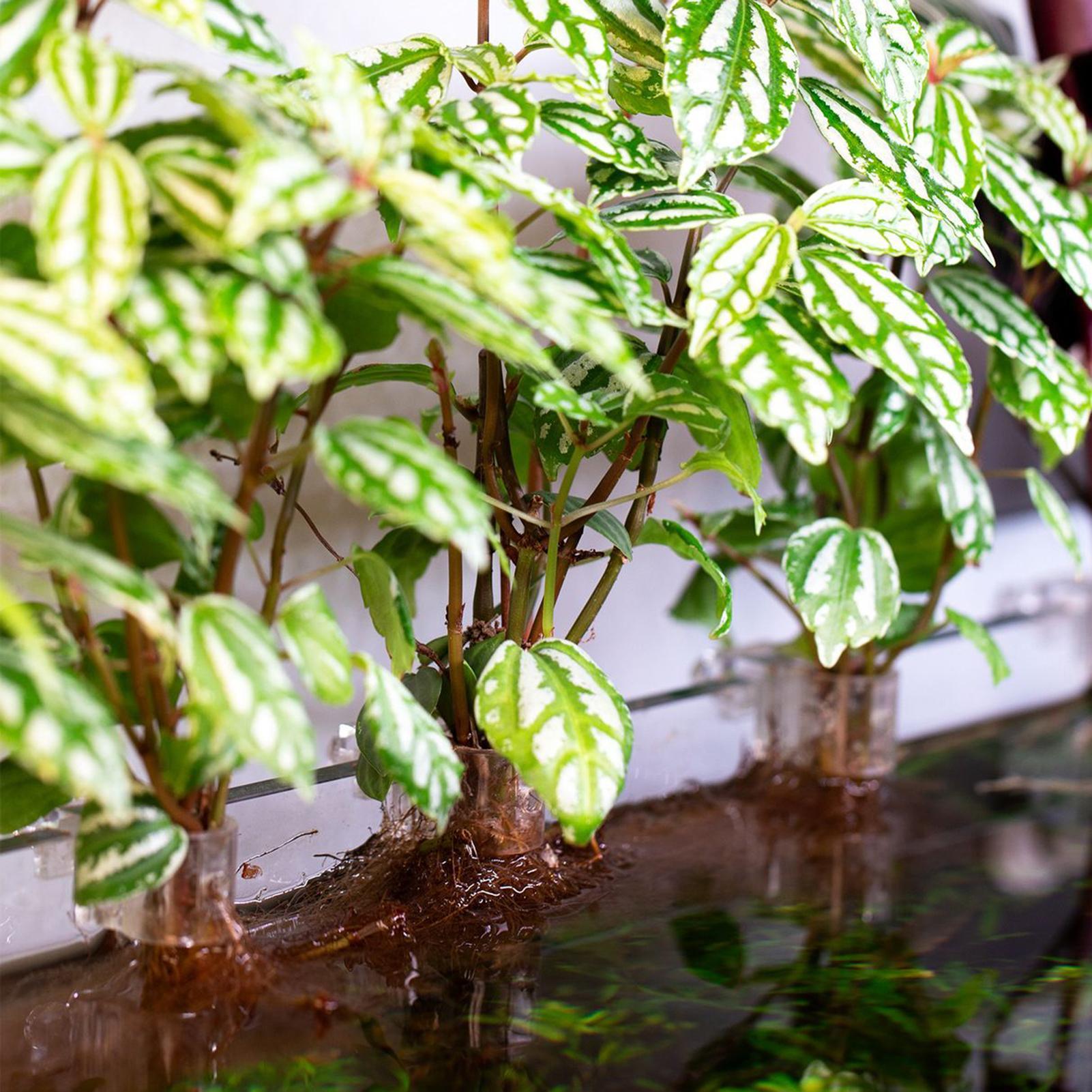 6pcs Aquarium Plant Holders Cl - Aquarium Plant Ornament review and price
